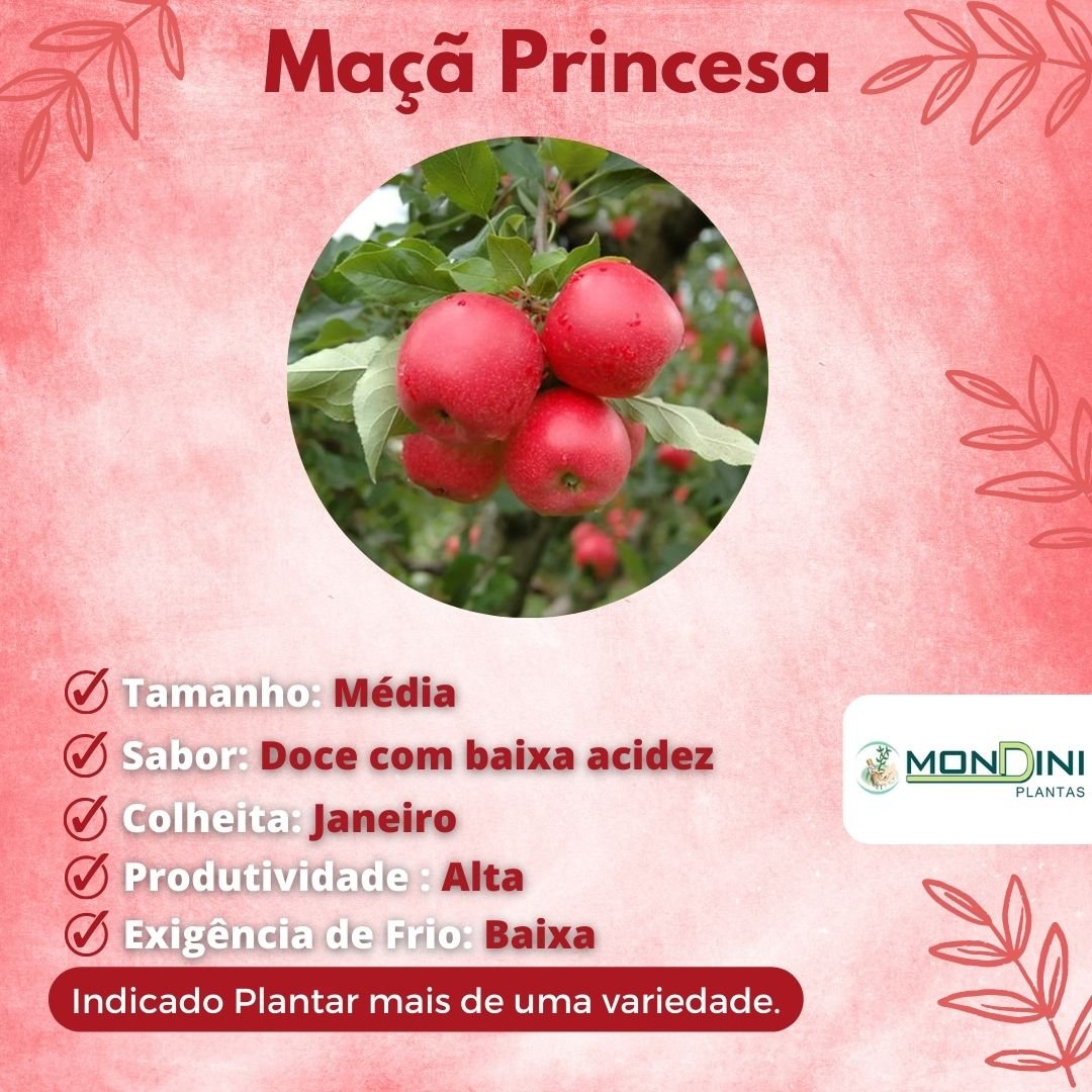 Muda de Maçã Princesa Enxertada