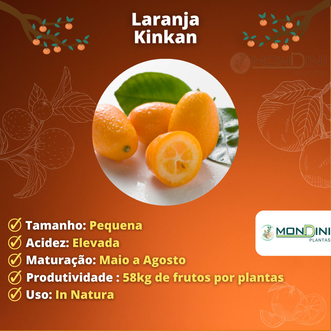 Laranja Kinkan Doce Enxertada Grande
