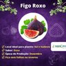 Muda de Figo Roxo Enxertada Muda de Figo Roxo Enxertada