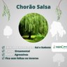 Muda de Chorão Salsa Muda de Chorão Salsa