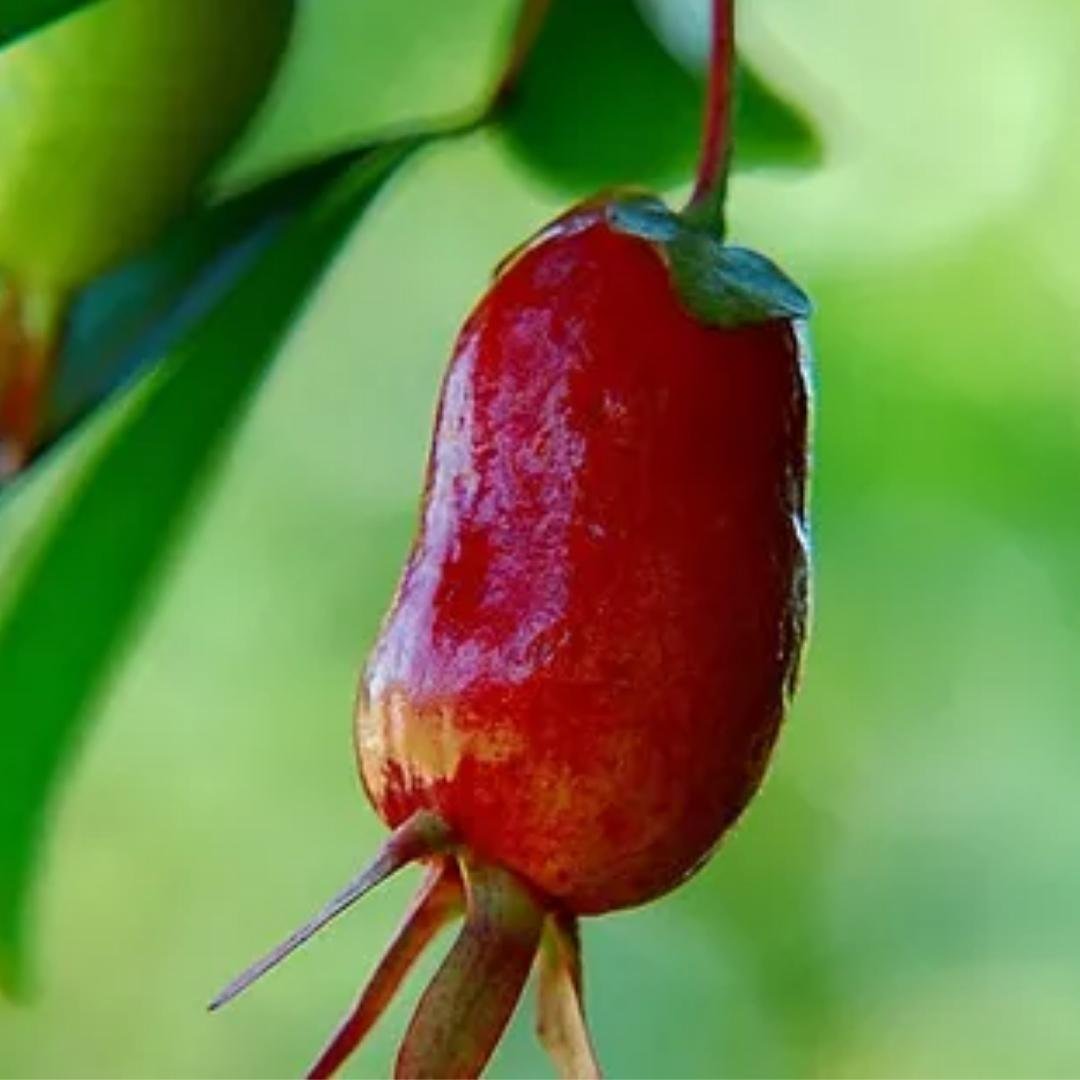 Muda de Cereja Nativa ( Cereja do Rio grande)