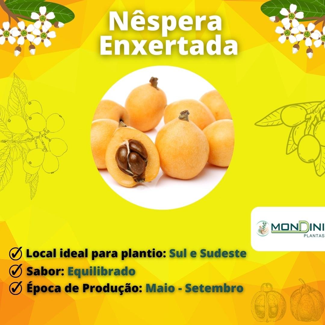 Muda de Nêspera Enxertada