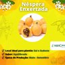 Muda de Nêspera Enxertada Muda de Nêspera Enxertada