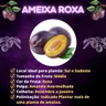 Muda de Ameixa Roxa Enxertada
