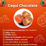 muda de caqui chocolate mondini plantas