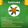 muda de gabiroba mondini plantas