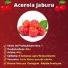 muda de acerola jaburu