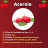 muda de acerola mondini plantas
