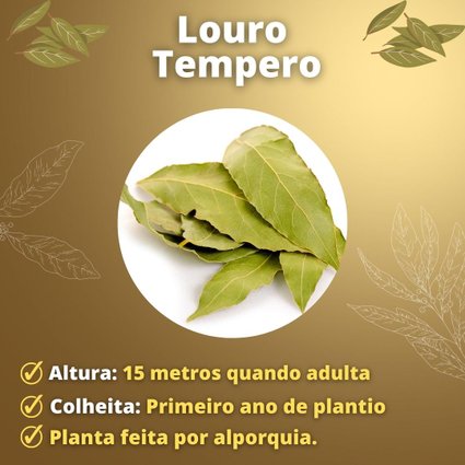 Muda de Louro Tempero Mondini Plantas