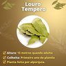Muda de Louro Tempero Mondini Plantas