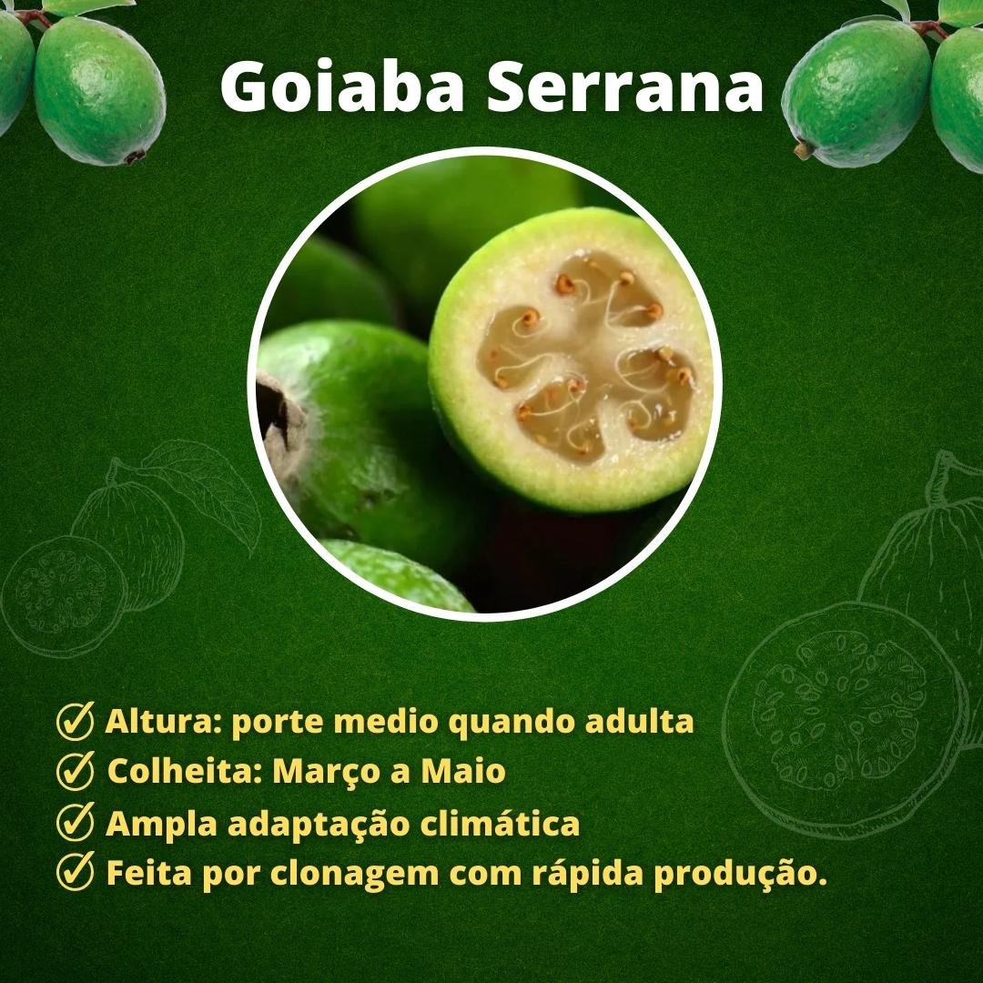 Muda de Goiaba Serrana (Feijoa)