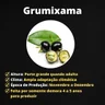 grumixama