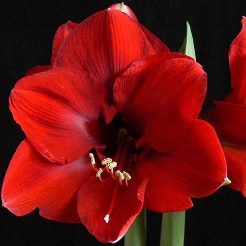 Amaryllis
