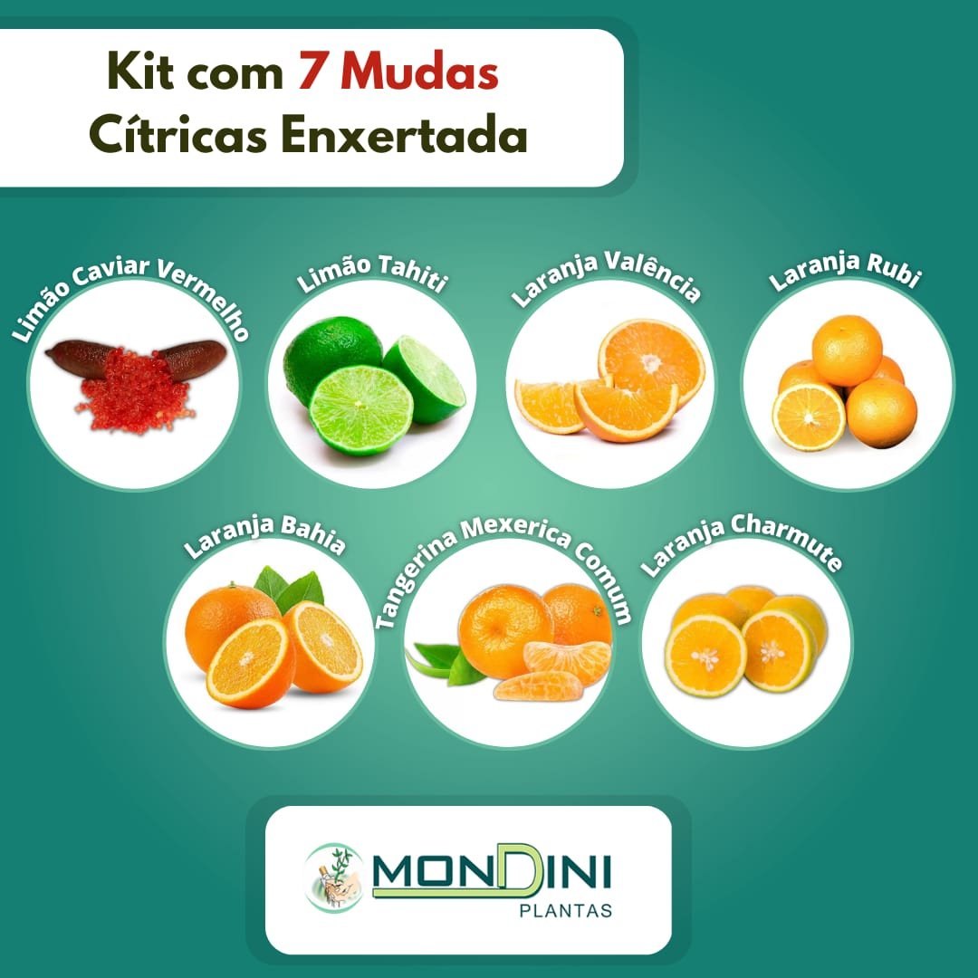 Kit com 7 Mudas Cítricas Enxertadas