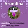 arundina
