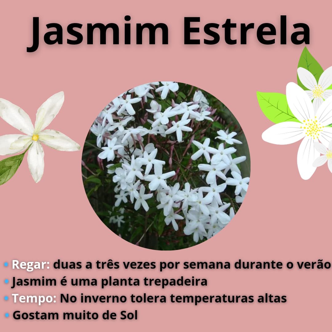 Muda de Jasmim Estrela