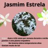 jasmim estrela