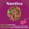 nandina