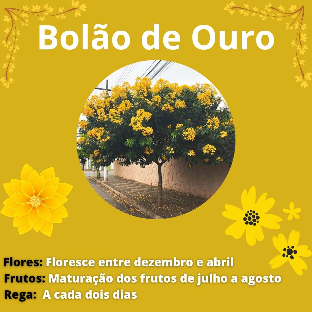 Muda de Bolão de Ouro