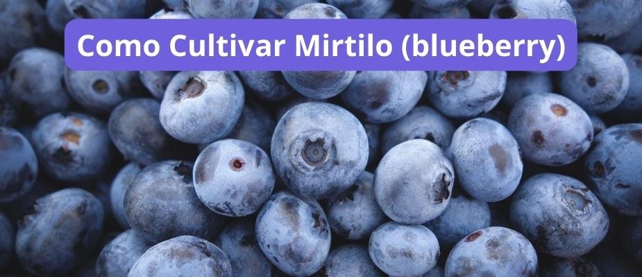 Como Cultivar Mirtilo (blueberry)