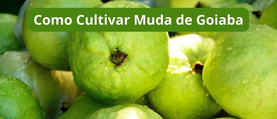 Como Cultivar Muda de Goiaba