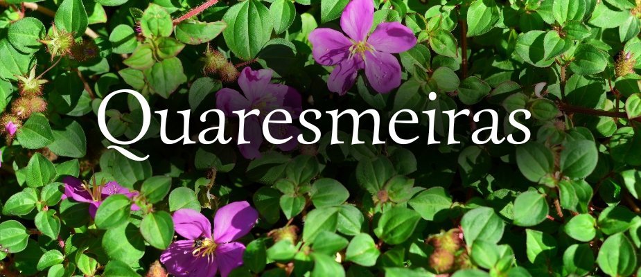 Muda de Quaresmeira Muda de Quaresmeira