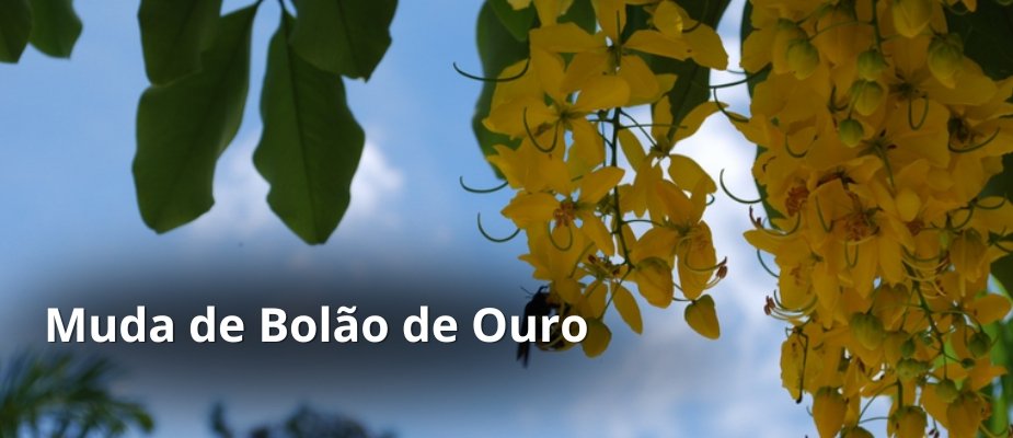 Muda de Bolão de Ouro