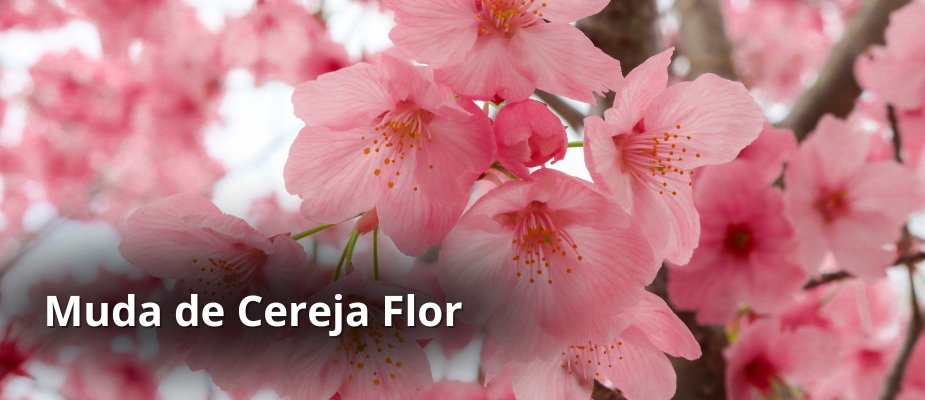 Muda de Cereja Flor