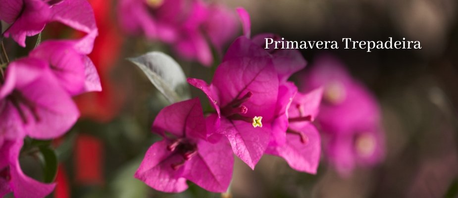 Muda de Primavera Trepadeira Muda de Primavera Trepadeira