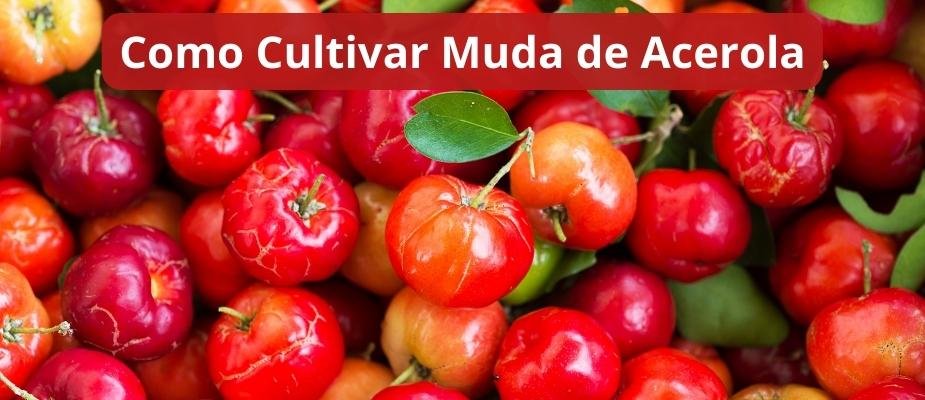 Como Cultivar Muda de Acerola