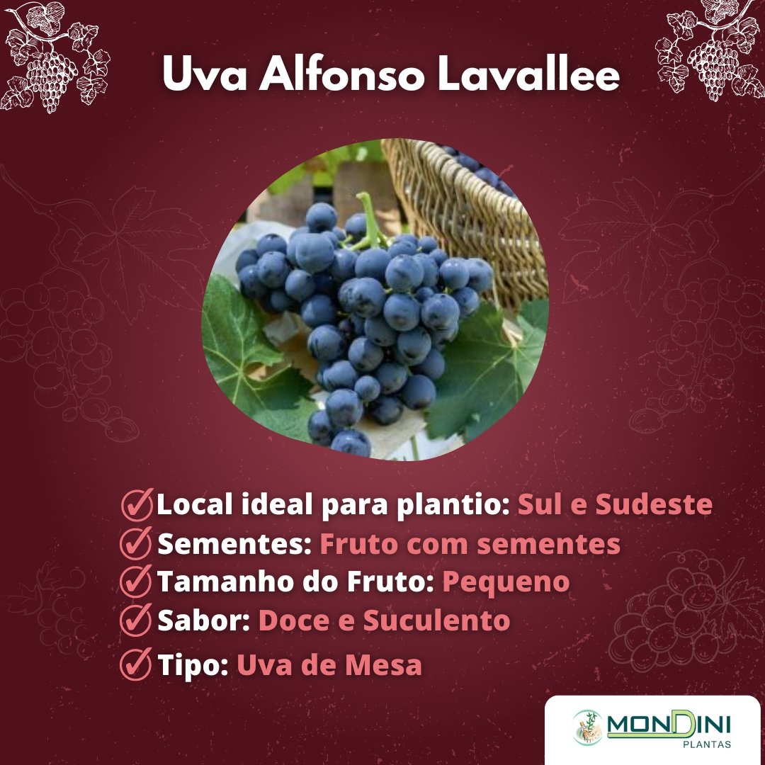 Muda de Alfonso Lavallee