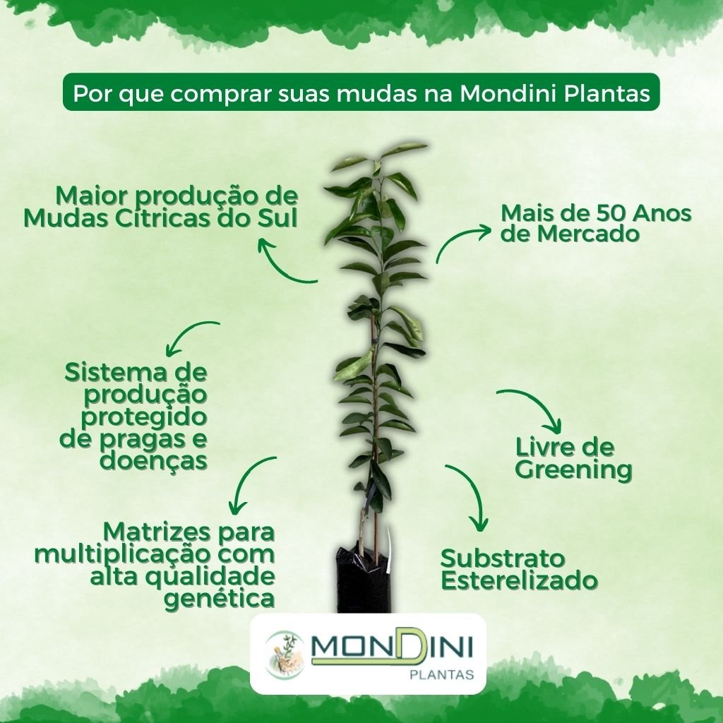 beneficios-de-comprar-na-mondini-plantas