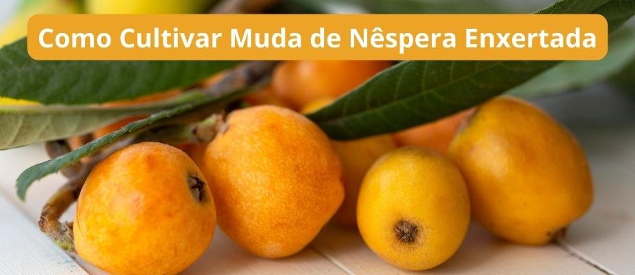 Como Cultivar Muda de Nêspera Enxertada