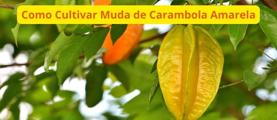 Como Cultivar Muda de Carambola Amarela Como Cultivar Muda de Carambola Amarela