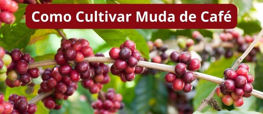 Como Cultivar Muda de Café