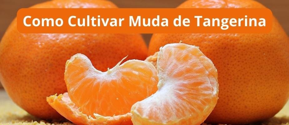 Como Cultivar Muda de Tangerina