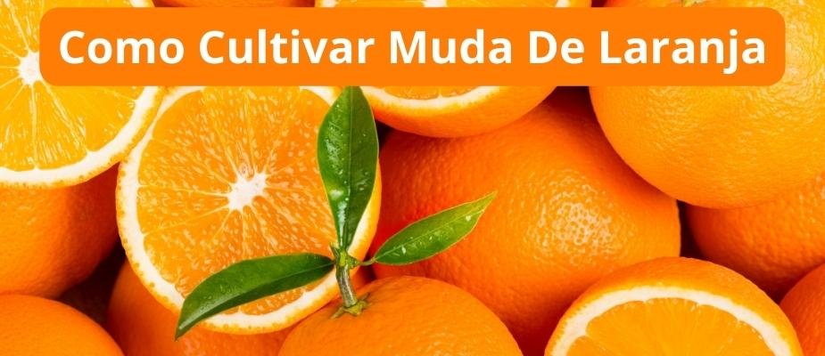 Como Cultivar Muda de Laranja