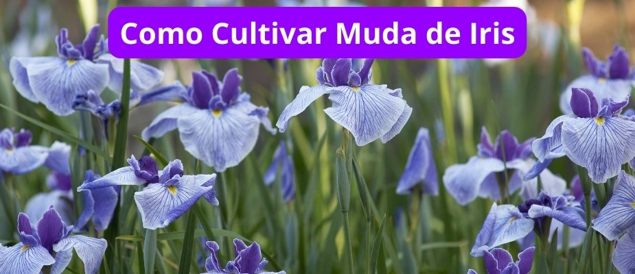 Como Cultivar Muda de Iris