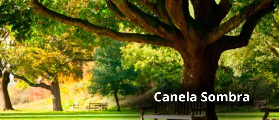 Muda de Canela Sombra Muda de Canela Sombra