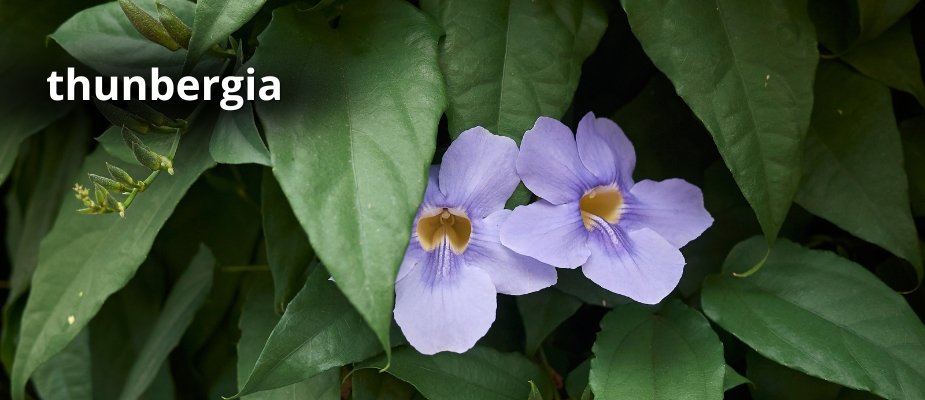 Muda de Thunbergia