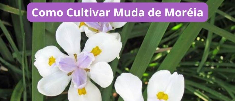 Como Cultivar Muda de Moréia