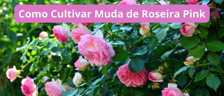 Como Cultivar Muda de Roseira Pink
