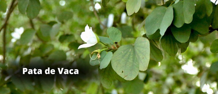 Muda de Pata de Vaca Muda de Pata de Vaca