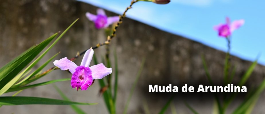 Muda de Arundina