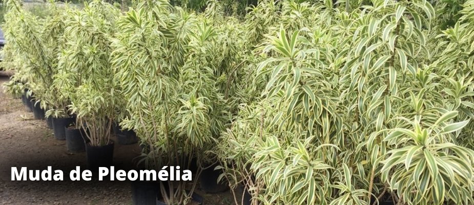 Muda de Pleomélia