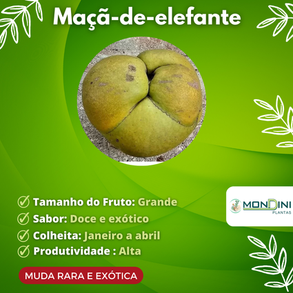 Muda de Maçã-de-elefante