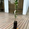Muda de Tangerina Murcott Enxertada Mondini Plantas