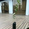 Muda de Limão Tahiti Enxertada Mondini Plantas