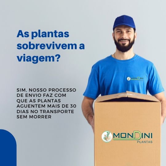 Envio de Plantas Online Mondini Plantas