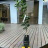 Muda de Laranja Lima Enxertada Mondini Plantas